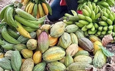 Agriculture & Agribusiness