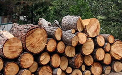 Timber & Reforestation